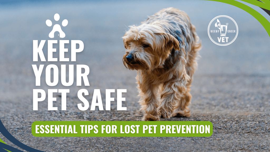 Keep Your Pet Safe: Essential Tips for Lost Pet Prevention Keep Your Pet Safe: Essential Tips for Lost Pet Prevention